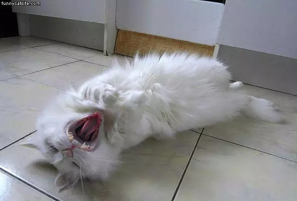The Real Lolcat