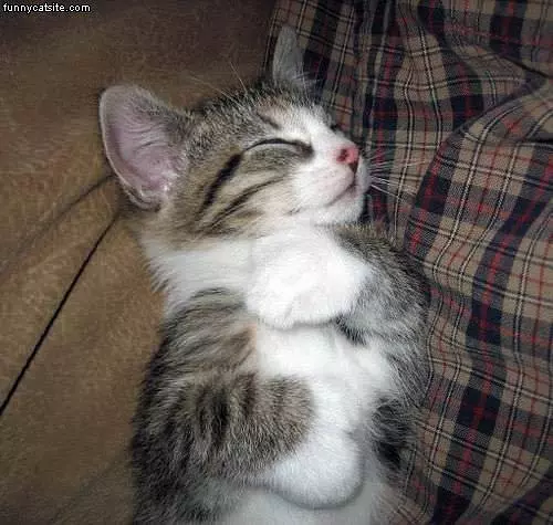 Sleepy Kitty