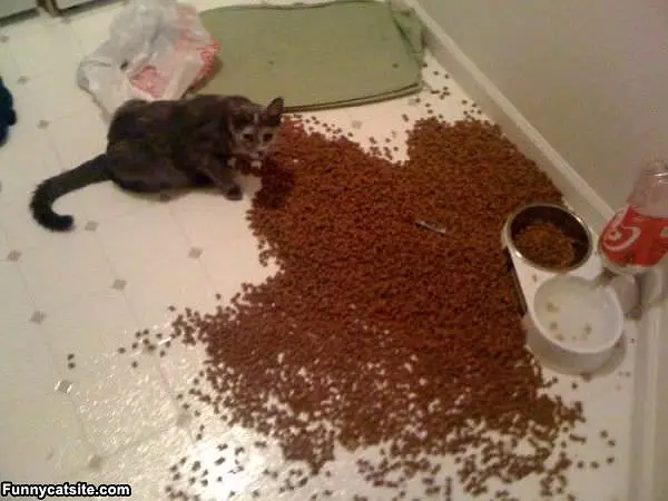 Kitty Heaven
