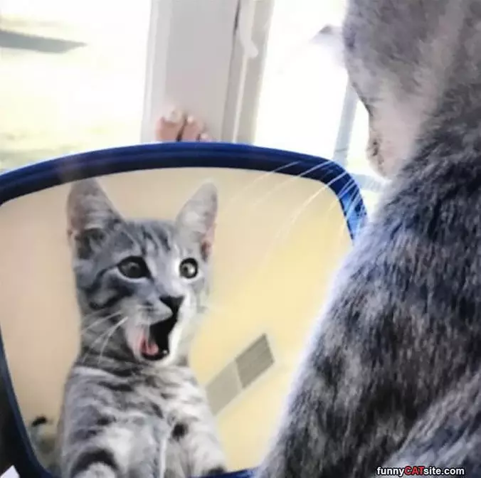 Who Is This Handsome Cat