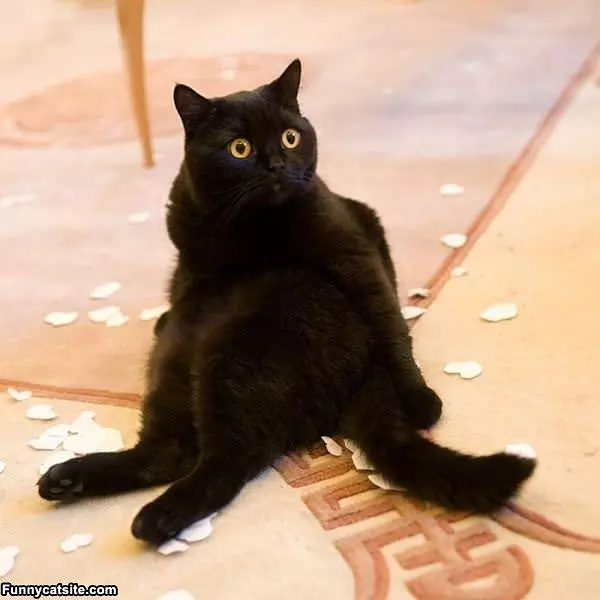 What Did You Say