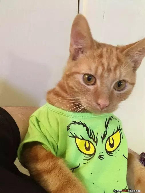 I Got A New Shirt