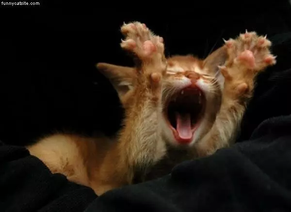 Big Stretch