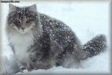 Snow Cat