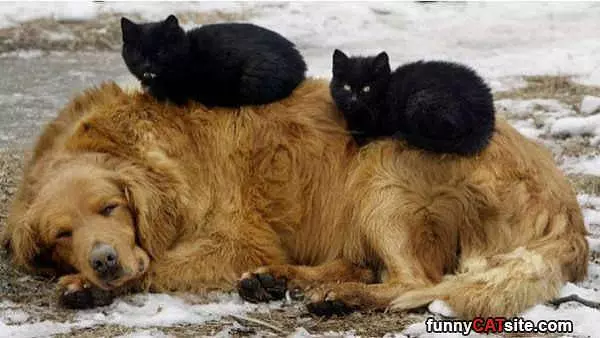 Great Little Bed