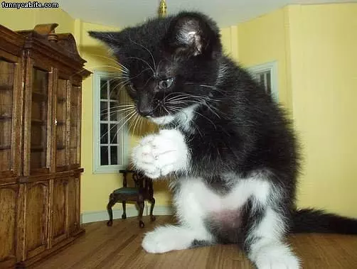 Monster Cat