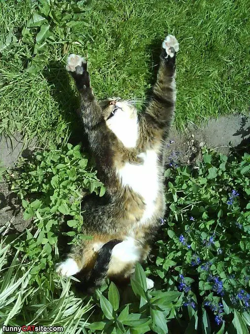 Cat Stretch