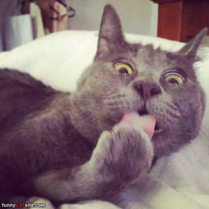 I Willl Lick It Clean