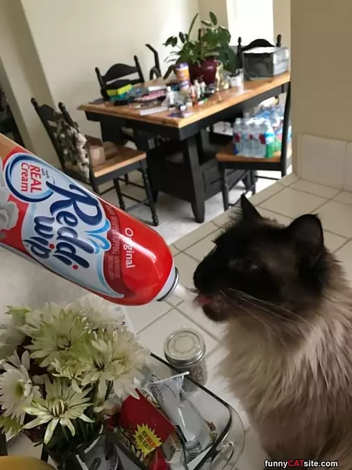 Ready Whip Is So Good
