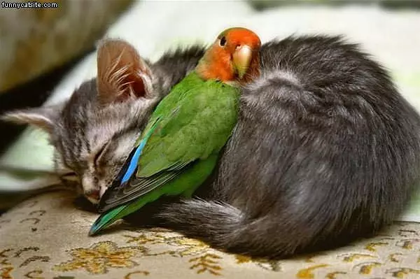 Sleeping Partner