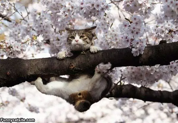 Just Hanging On