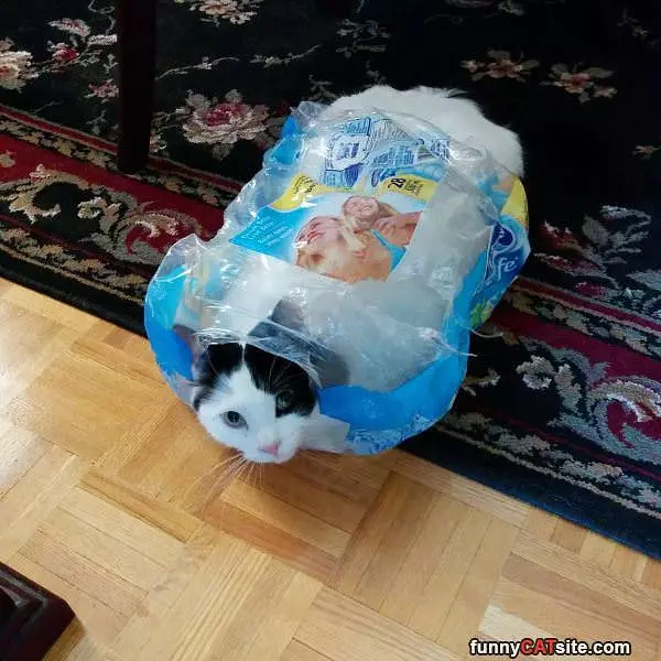 This Is My Fort