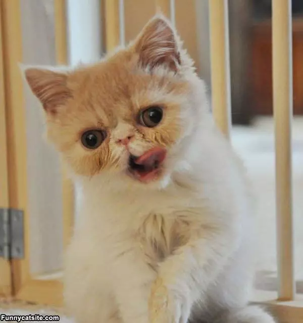 Tongue Out Kittah