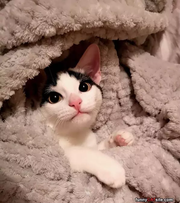 Cuddled In