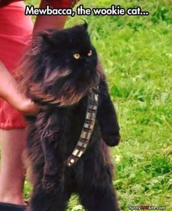 Meowbacca