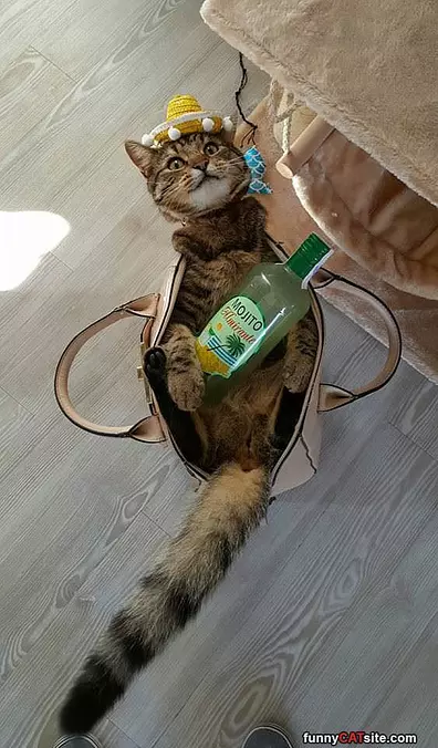 Ready For A Party