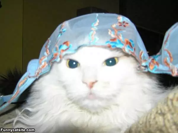 The Cat In The Hat