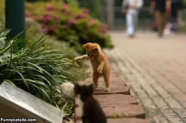 Kitten Attack