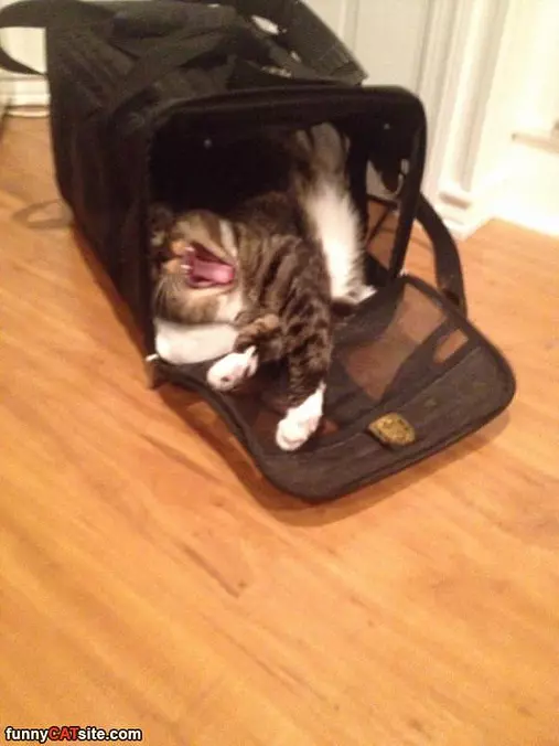 Hanging Out In My Bag