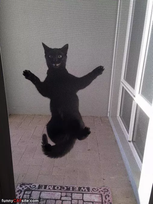 Hey Hey Hey Let Me In