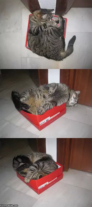 This Box Is Amazing