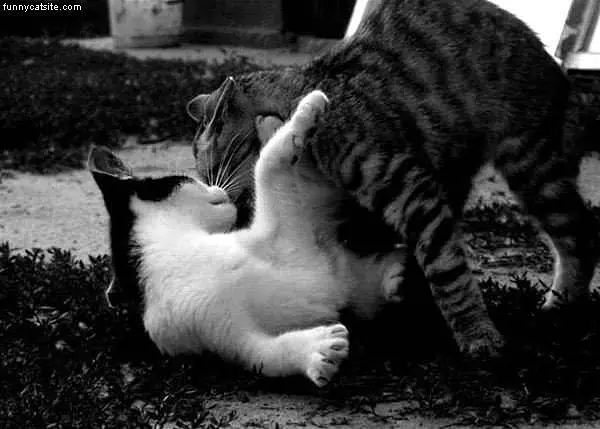Cats-playing-games