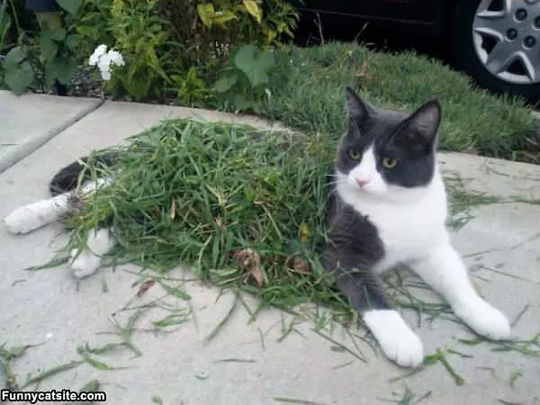 I Love Grass