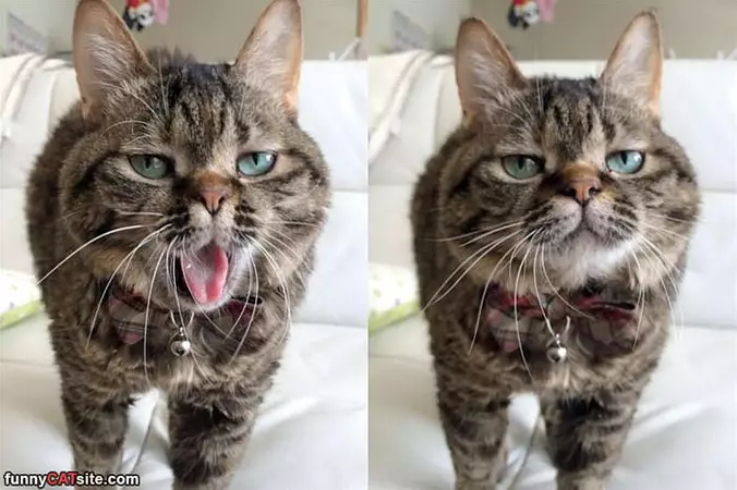 Rawrrwa