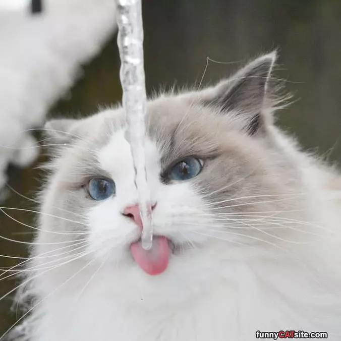 This Ice Is Yummy