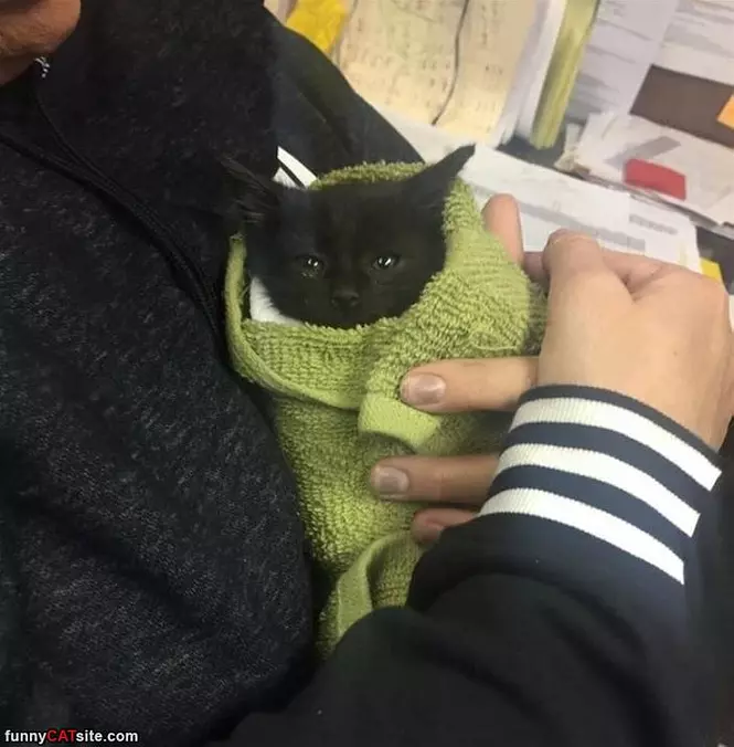Wrapped Up Kitty