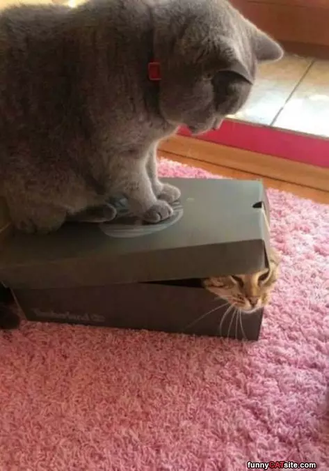 Get Back In The Box