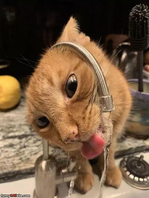 How To Drink Tnhe Water