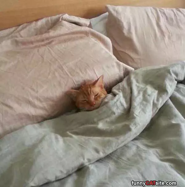 Tucked In Nicely