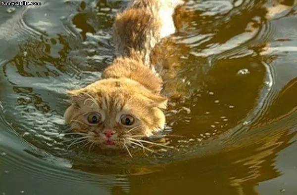 Tough Swim