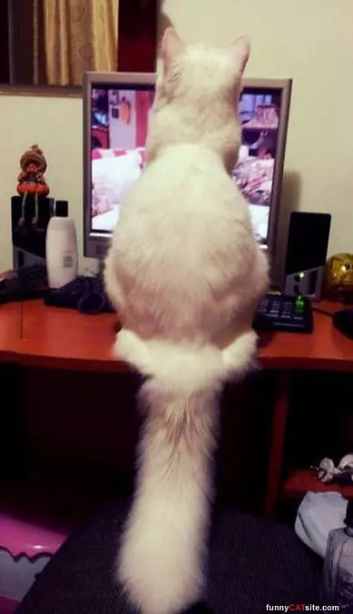 Looking At The Computer