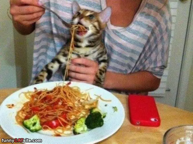 More Spaghetti