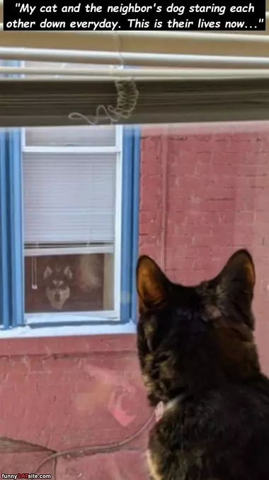 Staring Each Other Down