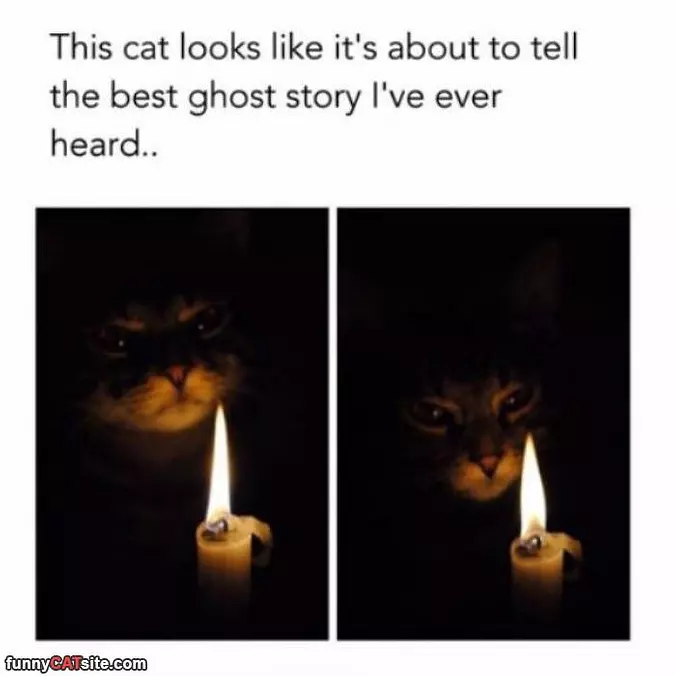 Ghost Story Cat