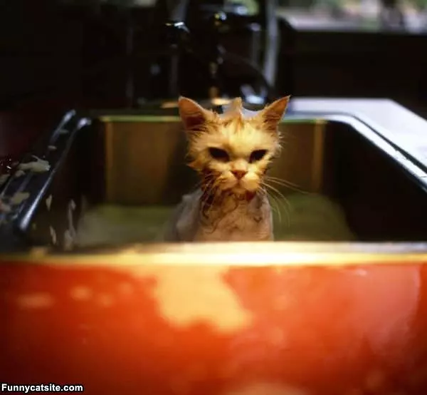 Cat Wash Mohawk