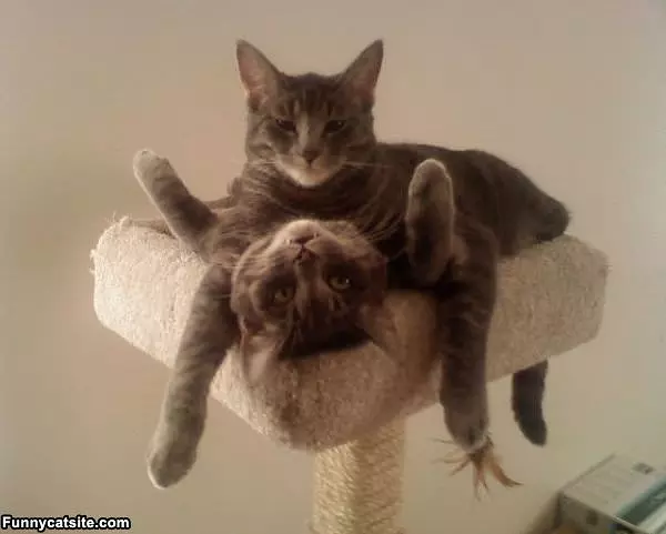 Just Hanging Out