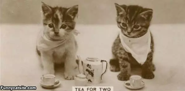 Team For 2 Kittens