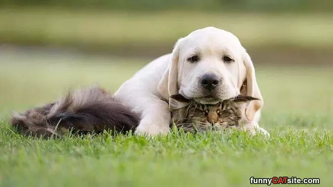 Best Pillow Ever