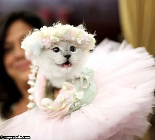 Princess Cat
