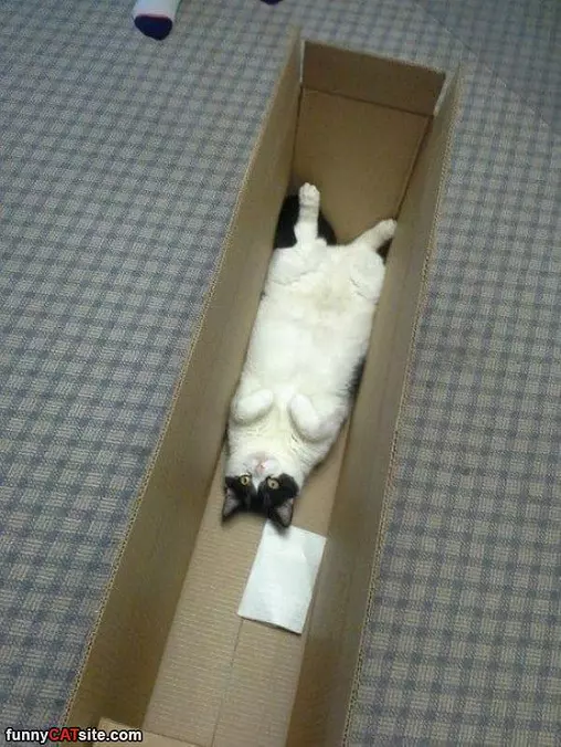 I Am In A Box