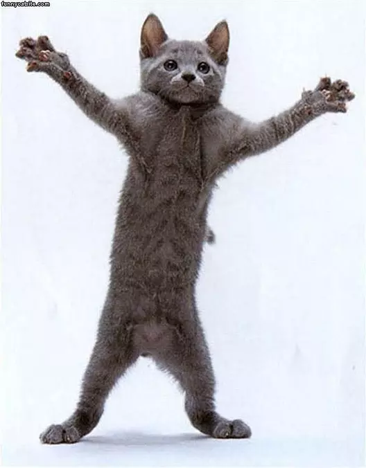 Bear Cat