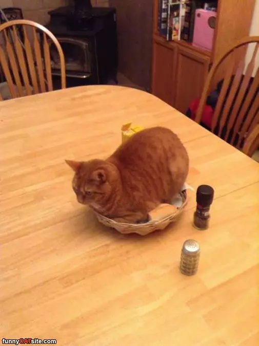 I Has A Basket