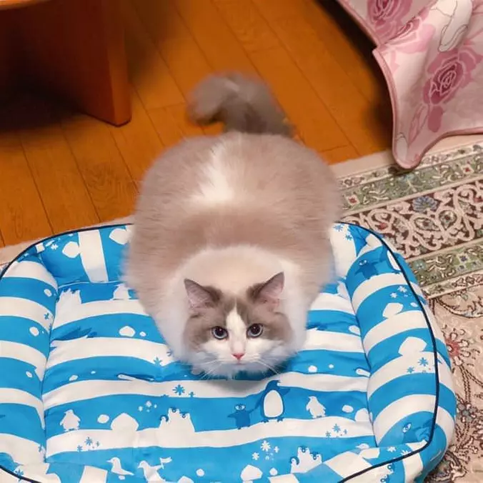 The Fluff Ball