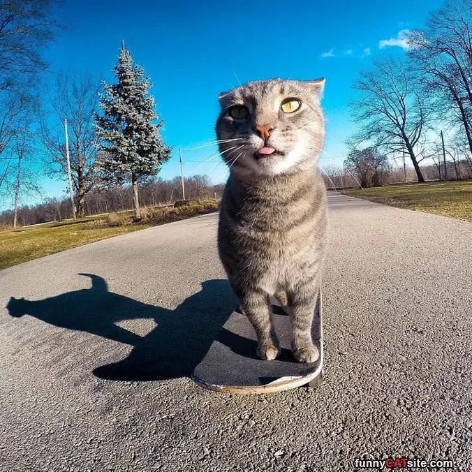 Meow Meow Meow
