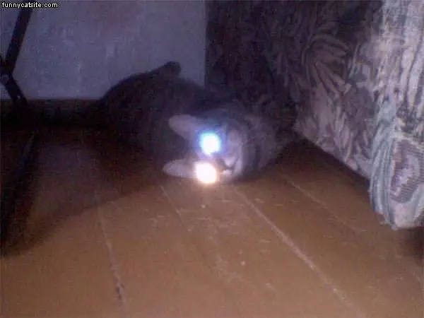 Laser Cat