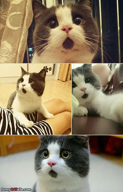 Cute Cat Face